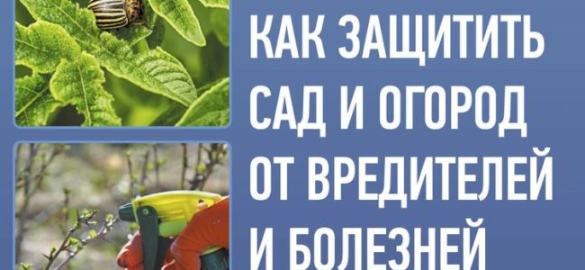  Как вырастить и защитить огурцы от вредителей и болезней в саду