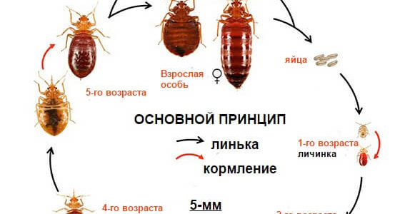 Появление постельных клопов в квартире